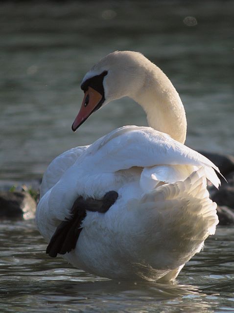Cigno Reale/Cygnus olor